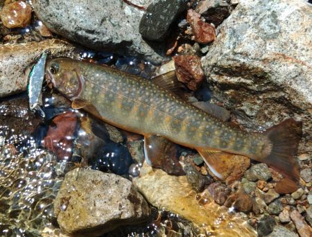フライ名人とイワナの谷へ